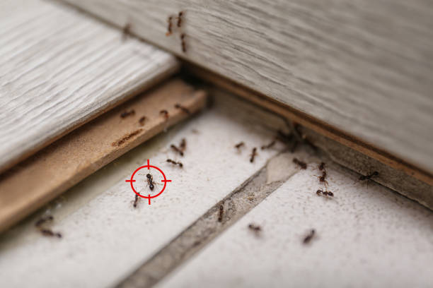 Best Wildlife Control Services  in Shallowater, TX