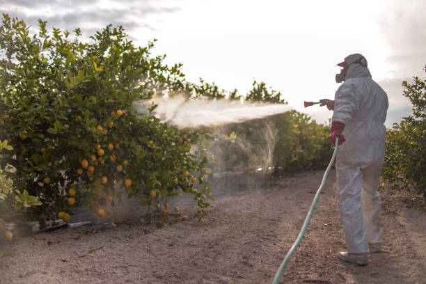 Best Cockroach Control Services  in Shallowater, TX