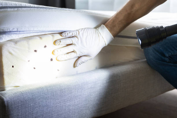 Best Exterminator Services  in Shallowater, TX