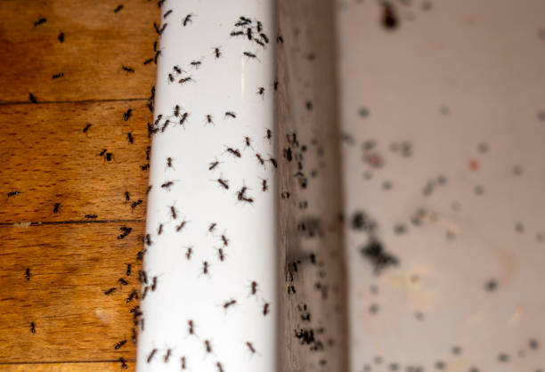 Best Affordable Pest Control Services  in Shallowater, TX