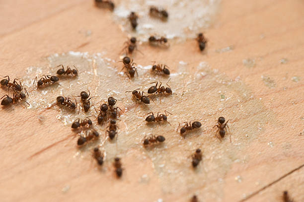 Best Insect Control  in Shallowater, TX