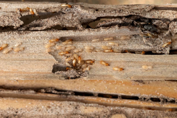 Professional Pest Control in Shallowater, TX