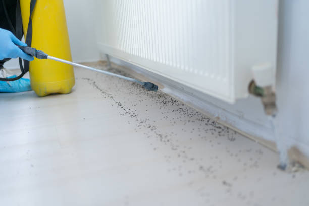 Best Termite Control Services  in Shallowater, TX